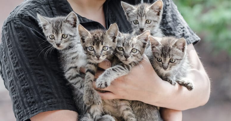 ¿Dónde adoptar gatos en CDMX?